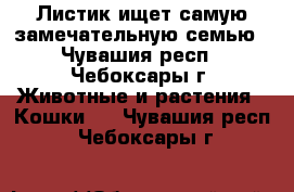 Листик ищет самую замечательную семью - Чувашия респ., Чебоксары г. Животные и растения » Кошки   . Чувашия респ.,Чебоксары г.